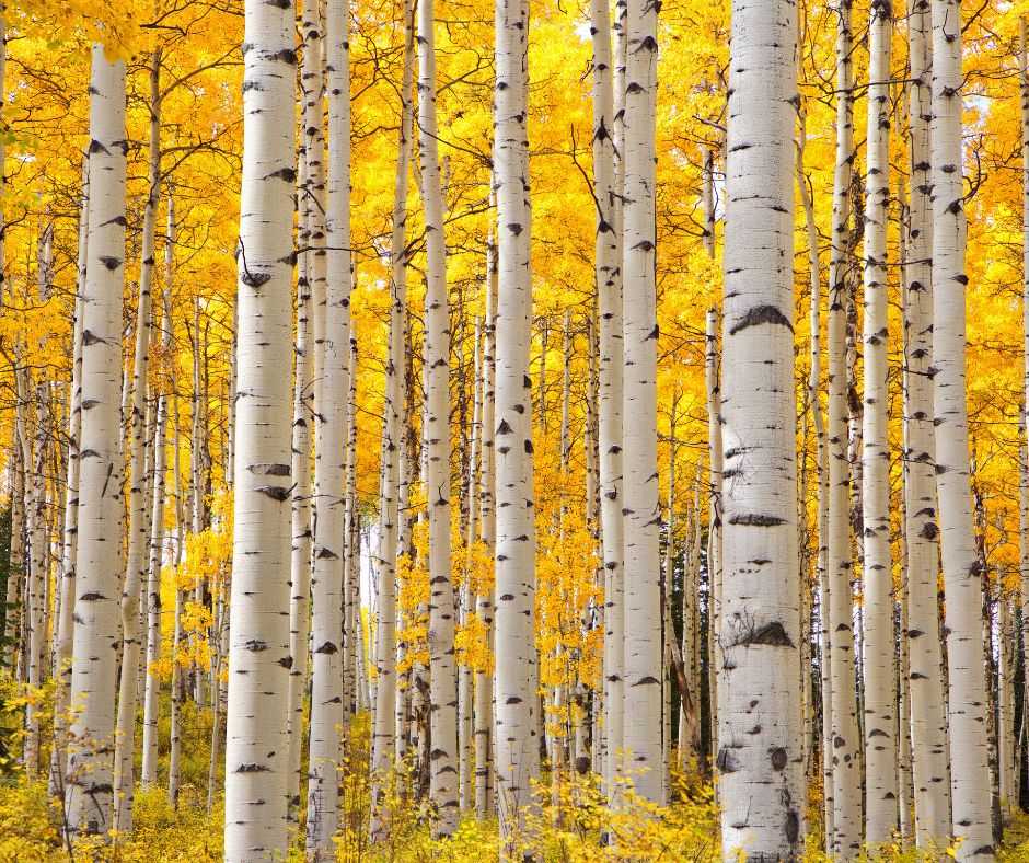 FAll in Steamboat Springs, Colorado